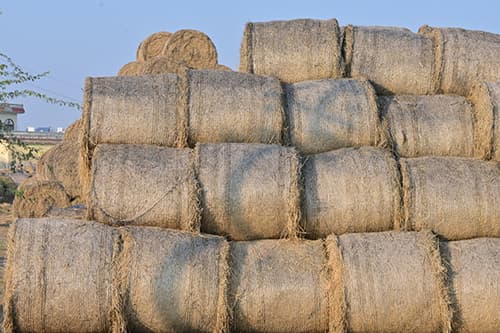 Roland Ropes