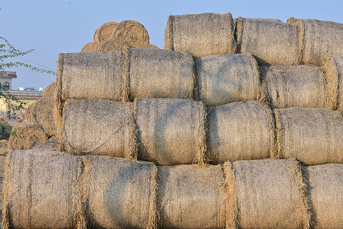 Roland Ropes